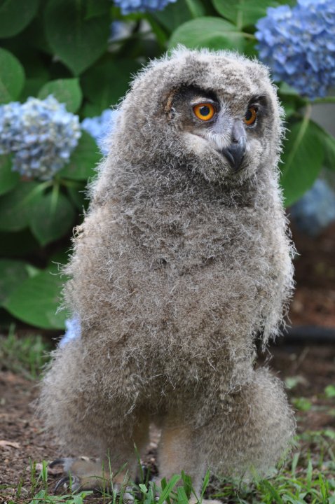 The Eurasian Eagle Owl in her full chick poof-ball phase.  It doesn't get any cutter than that.