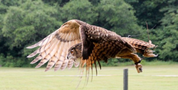 The Eurasian Eagle Owl in Flight