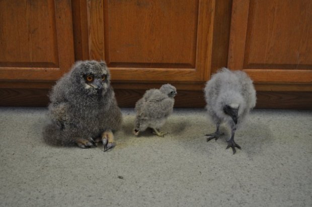 This was the 2010 chick line-up: The Eurasian Eagle Owl (look at those tremendous feet!), the Eurasian Kestrel, and the Lesser-Yellow Headed Vulture. 